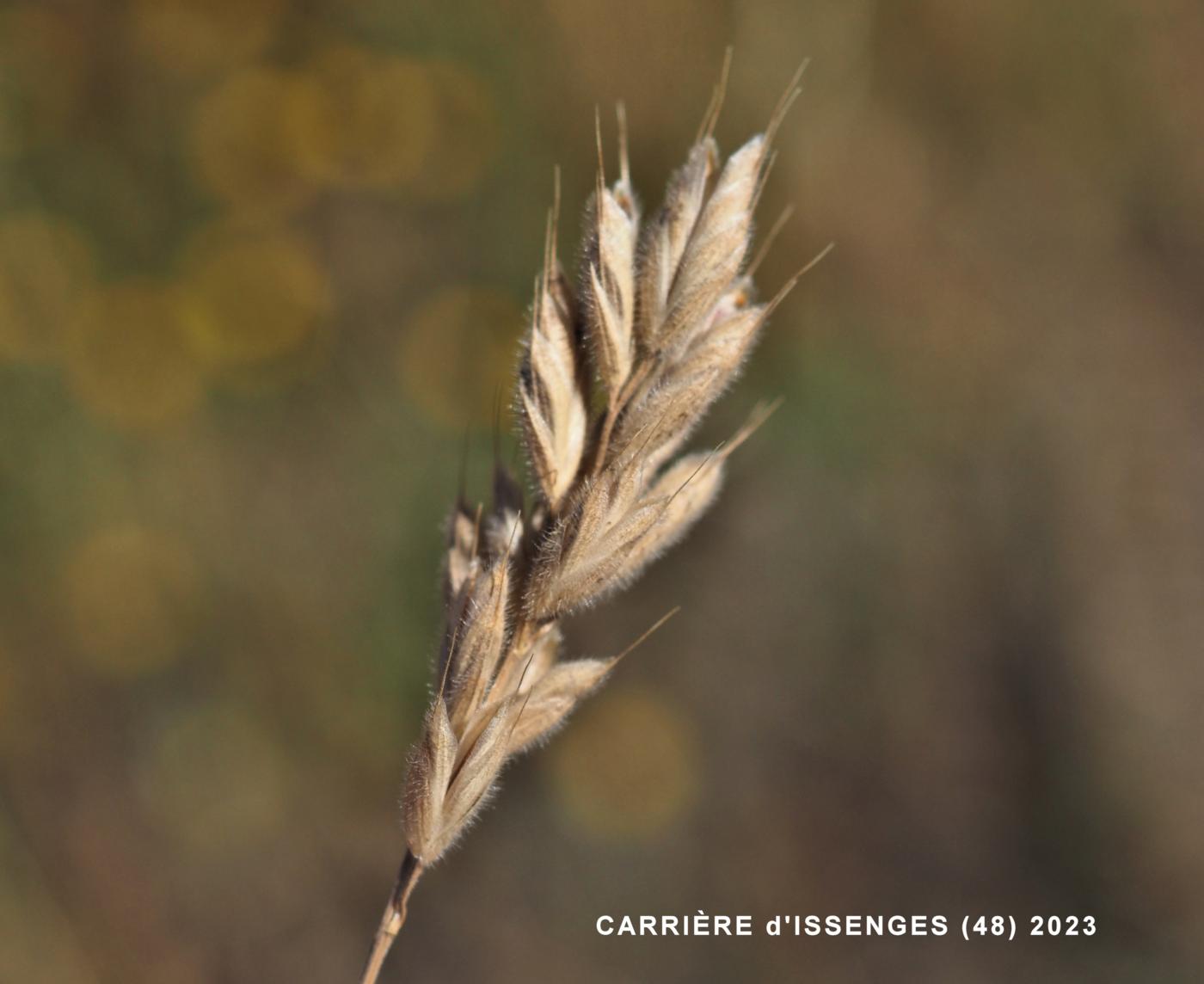 Brome, Common Soft fruit